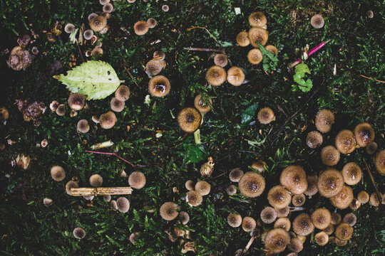 「Turacciolo」の画像 - 863 件の Stock 写真、ベクターおよびビデオ | Adobe Stock