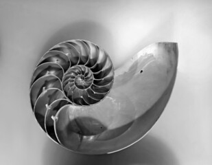 Valencia, Spain: 06.20.2021; Cutaway of a nautilus shell showing the chambers