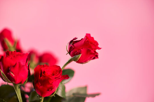 Studio shot of red roses