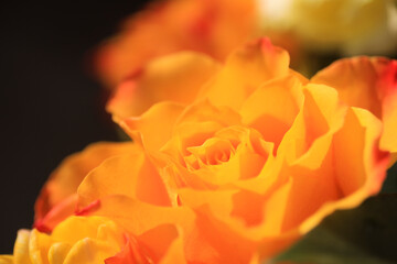 オレンジ色バラのアップ