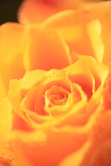 オレンジ色バラのアップ
