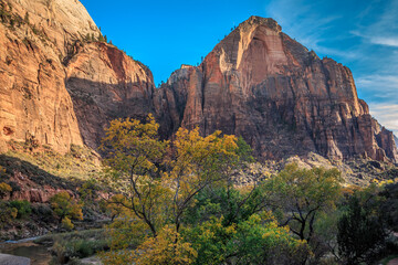 Fototapeta na wymiar Fall Colors on the Cliffs of Zion, Zion National Park, Utah