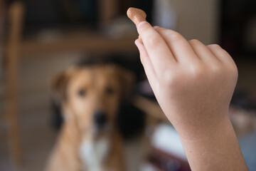 A child feeds a dog, a child's hand feeds a dog, Dog feeding, Cute little girl feeding her puppy