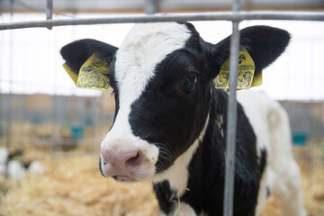 Young calves of both sexes under the age of one year. Young individuals belong to artiodactyls..The...