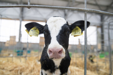 Young calves of both sexes under the age of one year. Young individuals belong to artiodactyls..The young of some wild species are also sometimes referred to as calves. © Дмитри Лобакин