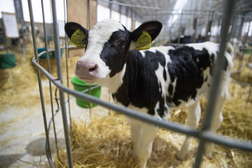 Young calves of both sexes under the age of one year. Young individuals belong to artiodactyls..The...