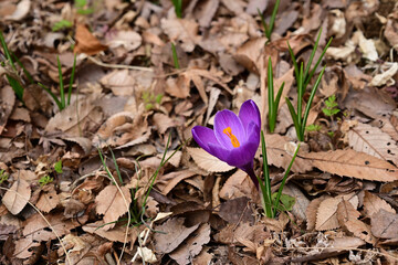 クロッカス（パープル）