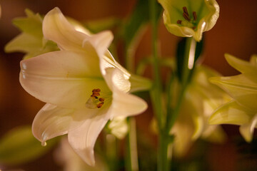 Bouquet of white lilies on a textural background of an old wood. High quality photo