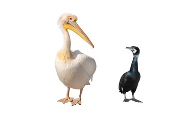 sea ​​birds Pelican and cormorant isolated on a white