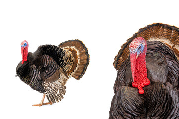 Bronze turkey isolated on a white background.