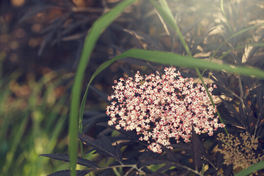 Close-up Of Pink Spring Flowers