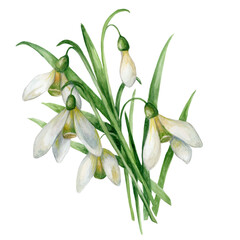 Watercolor illustration of snowdrops. Botanical illustration of winter flowers. Good to use for cosmetics, packaging design and other. Hand draw illustration with white background.