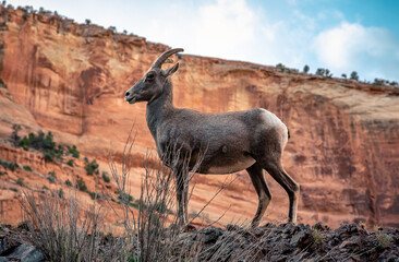 Bighorn Sheep Abound, Colorado National Monument, Colorado