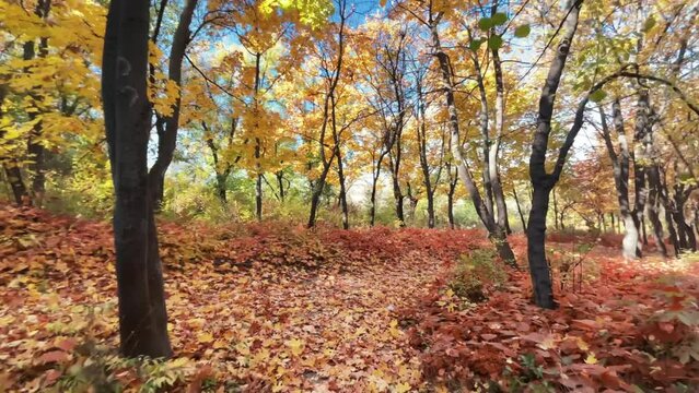View of the autumn forest in Chisinau, Moldova. Park with lush yellow and orange trees, pathway. Slow motion