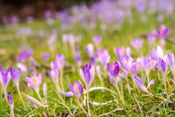 Krokus-Feld im Frühling 