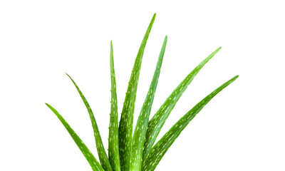 Aloe leaf and water droplets on leaves isolated on white background.