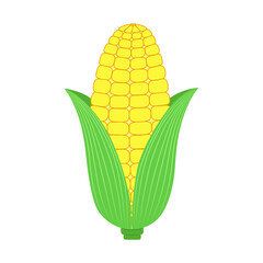 Obraz premium Fresh corn isolated on white background.