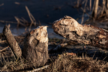 Fototapeta premium Beaver chewing down a tree. Beavers destruction. Beaver is cutting a tree to build a dam