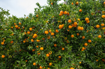 An orange tree with a large number of oranges. green and orange