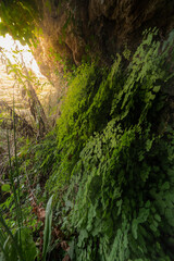 An old cave in a tropical jungle, view from inside the cave looking out, foliage leaves of ferns and tropical plants growing in the cave