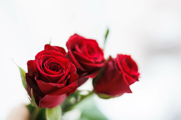 Bucket of red roses close up