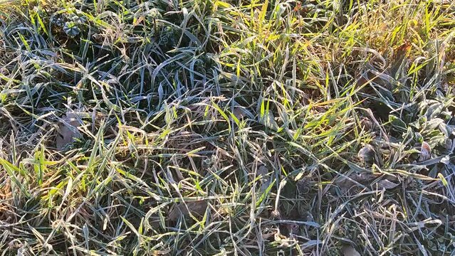 Erbe selvatiche di campo