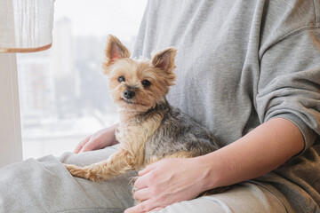 Portrait of a Yorkie Terrier breed dog on a woman's lap. A cute little dog in the arms of his...