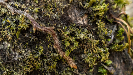 Background wallpaper of moss with some plants