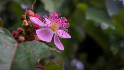 Nature background of pink flower in a green plants background . High quality photo