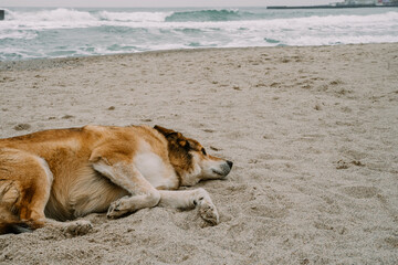 A sad dog lays in the sand near the sea in Ukraine. Loneliness in nature. A dog sleeps on a beach