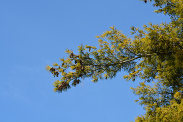 Eastern white pine