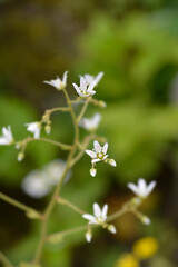 Fototapeta premium Round-leaved Saxigrage