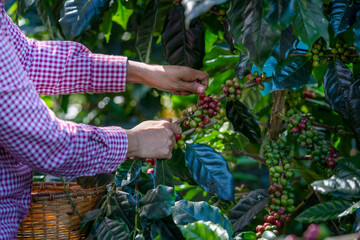 Coffee farmer picks the ripe coffee cherries from a coffee tree on they own farm.