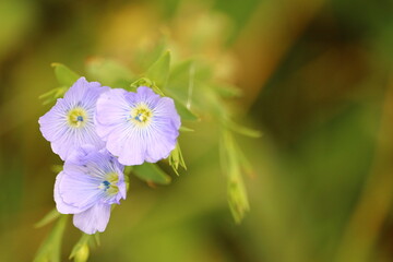 trois fleurs de lin bleu en gros plan