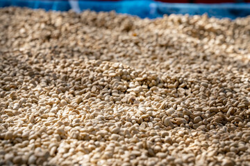  White Coffee beans have shifted of the bark. Sun Drying before Roast.