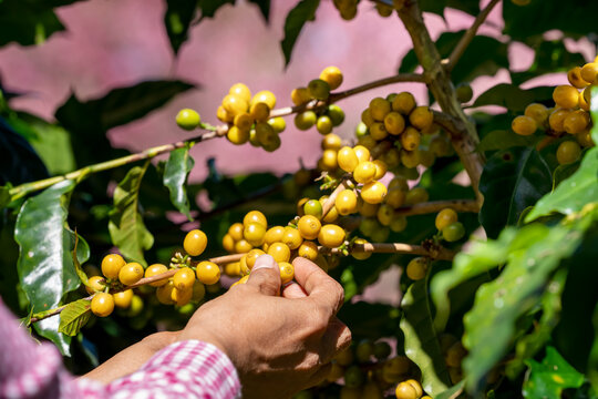 Coffee farmer picks the ripe coffee cherries from a coffee tree on they own farm.