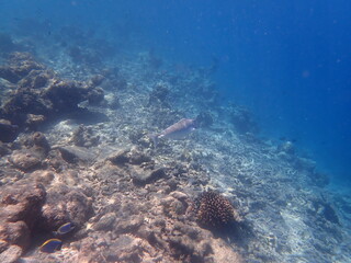 モルディブ　ラスドゥ島の魚