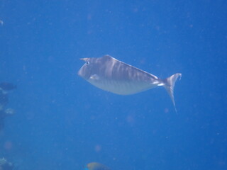 モルディブ　ラスドゥ島の魚