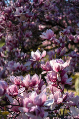 Magnolia bloomed with a very colorful pink background showing the beginning of spring.