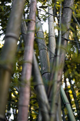 Bamboo forest with a bamboo trunk in-focuse on the background