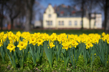Polska wiosna w parku w mieście żonkile żółte kwiaty pałac w tle - obrazy, fototapety, plakaty