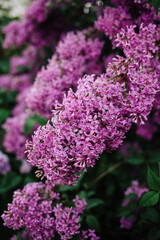 Bright blooms of spring lilacs bush. Spring 