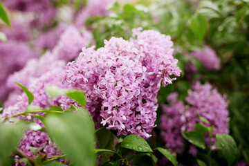 Bright blooms of spring lilacs bush. Spring 