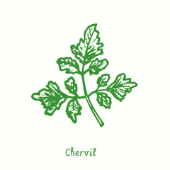 Chervil twig with leaves.  Ink black and white doodle drawing in woodcut style