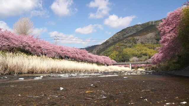 ≪静岡県・賀茂郡・河津町≫桜の名所、河津川の桜並木　【Famous cherry blossom viewing spots in Shizuoka Prefecture, Japan】