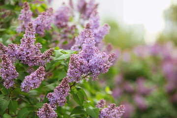 Bright blooms of spring lilacs bush. Spring 