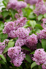Bright blooms of spring lilacs bush. Spring 