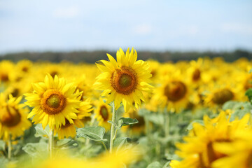field of sunflowers