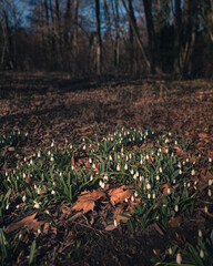 Nice snowdrop flowers in the botanical garden