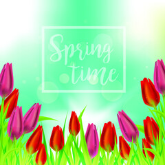 Hello spring tulips flowers background with lettering and white frame. Template for greeting card with tulip bouquet, red flowers on blue sky background.